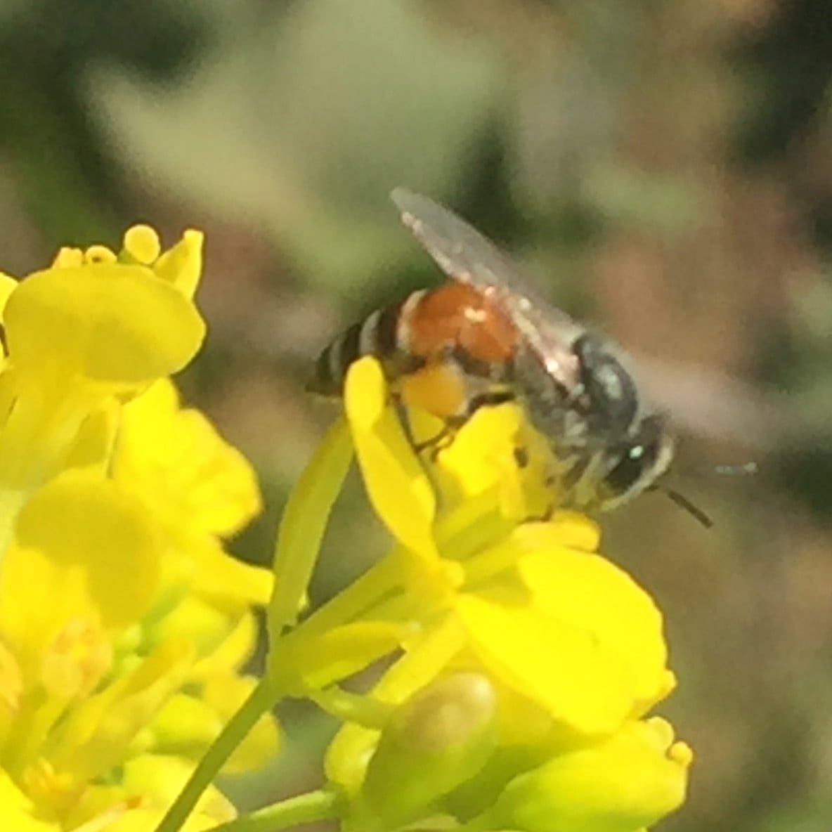 Bees Info